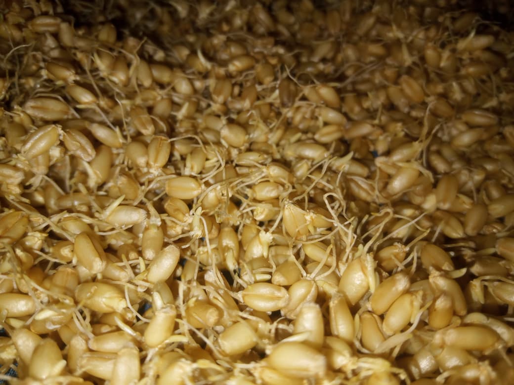 Multigrain Sprouted Powder - Image 4