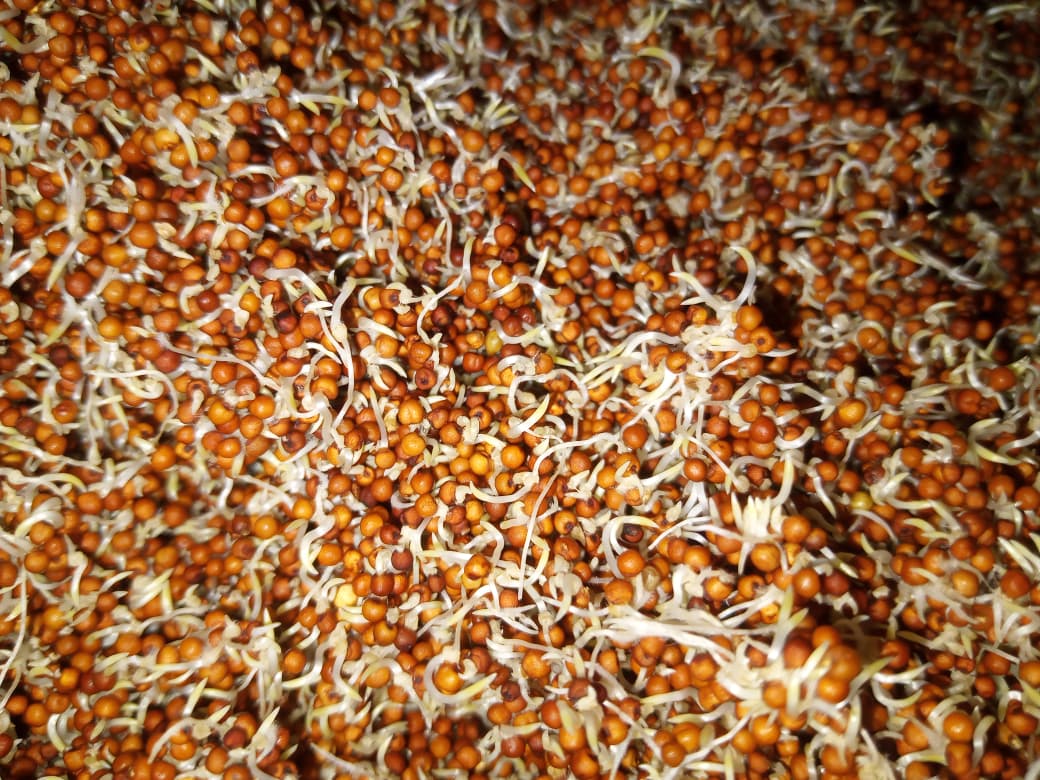 Multigrain Sprouted Powder - Image 6